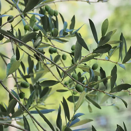 Apartman Fogaron Saravillo